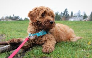 bruine labradoodlem met een blauwe met roze lijn. 