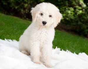 een labradoodle kopen kan een leuke zoektocht zijn.