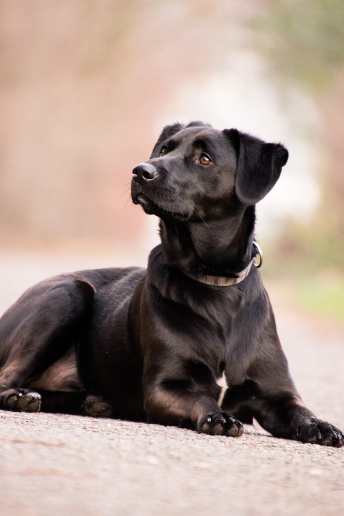 Mooie labrador posseert mooi voor de foto
