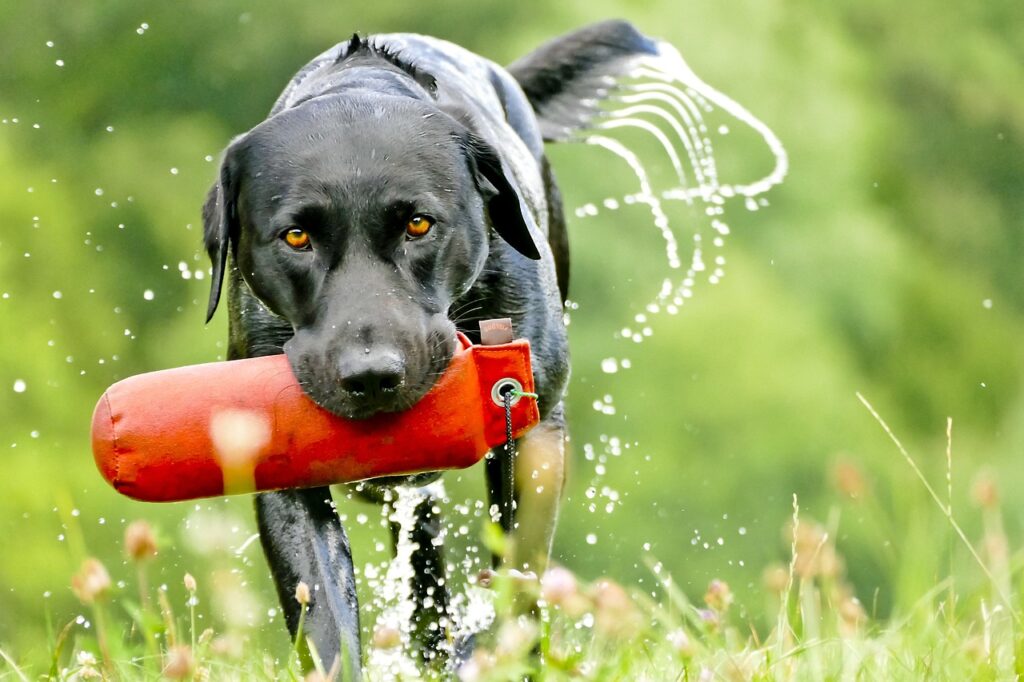 Labrador retriever wordt getrained tot hulphond