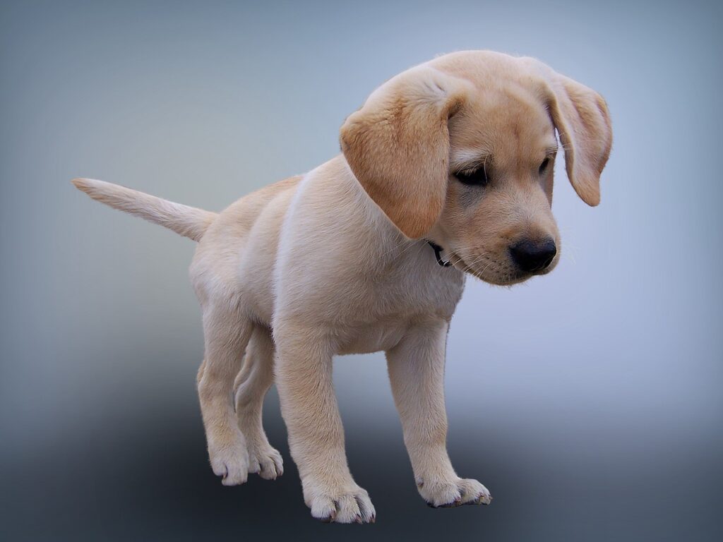 Labrador pup met de oortjes naar voren.