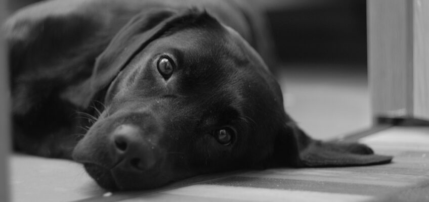 Labrador ligt op zijn zij en kijkt verliefd naar het baasje