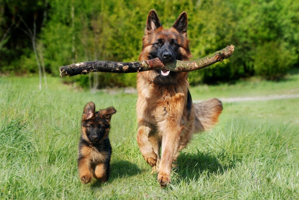 duitse herder met stok en puppy op een grasveld