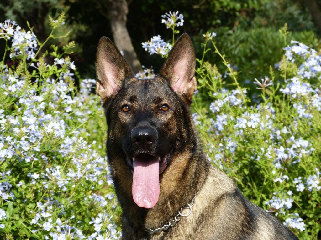 Duitse herder met de tong uit de bek.