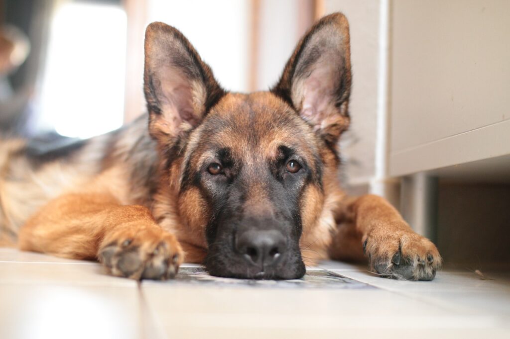 hond ligt lif op de grond