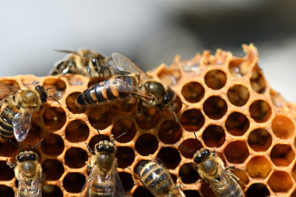 Honingraat met een aantal bijen die de raat bouwen
