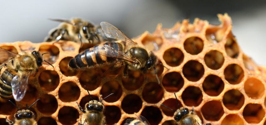 Honingraat met een aantal bijen die de raat bouwen