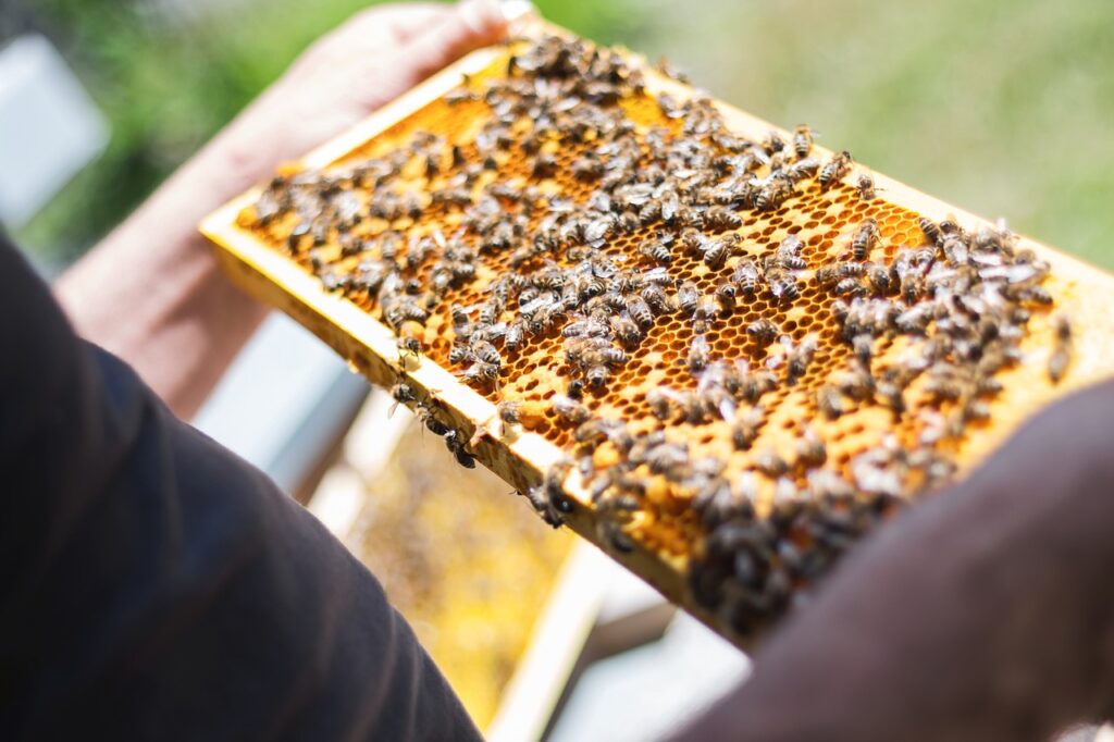 imker worden. honingraat vol met bijen wordt bekeken door een imker
