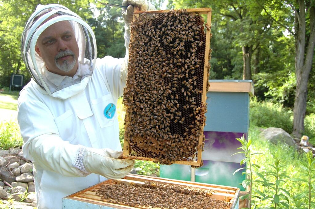 imkerworden - imker met een hongingraat vol met bijen
