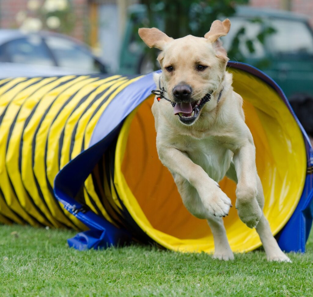 Agility tunnel waar een hond net uit komt stormen.