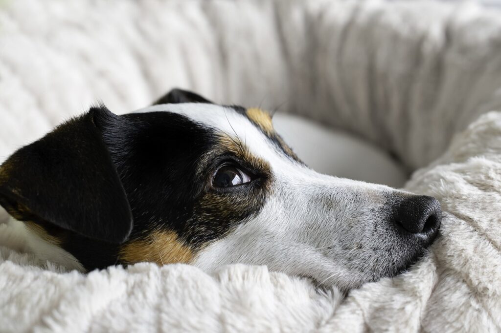 Jack Russell Terrier